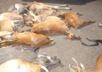 Setelah 6 Bulan Buron, 2 Pemburu Liar di Taman Nasional Bukit Barisan Ditangkap