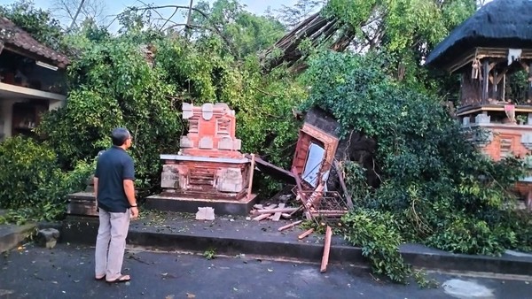Pohon Beringin Tumbang dan Menimpa Pelinggih Pura di Denpasar, Kerugian Mencapai Rp 500 Juta