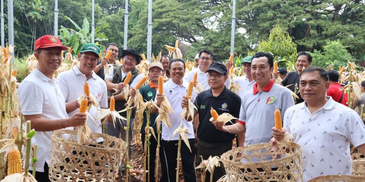 Panen Jagung di Kantor Gubernur, Hasilnya Dibagi untuk Kelompok Tani dan Ternak