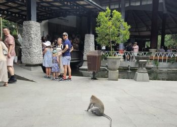 Turis Australia Klaim Digigit Monyet, Pihak Monkey Forest Angkat Bicara