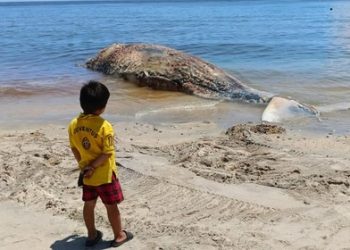 Rahang Bawah Paus Sperma yang Terdampar di Pantai Banyuning Diduga Dicuri Setelah Hilang