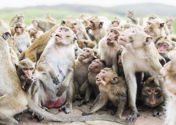 Geger !! Teriakan Kera Ungkap Penemuan Mayat Tanpa Identitas di Tebing Buyan, Desa Pancasari