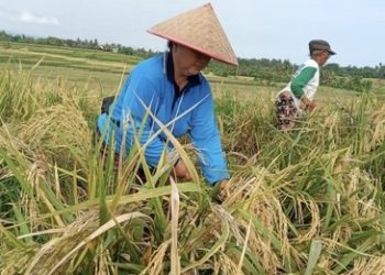 Petani di Jembrana Mengeluh Harga Gabah Turun Drastis dan Kesulitan Mencari Tenaga Panen