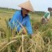 Petani di Jembrana Mengeluh Harga Gabah Turun Drastis dan Kesulitan Mencari Tenaga Panen
