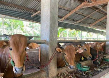 Polres Jembrana Awasi Kesehatan Sapi Jelang Idul Adha untuk Cegah PMK