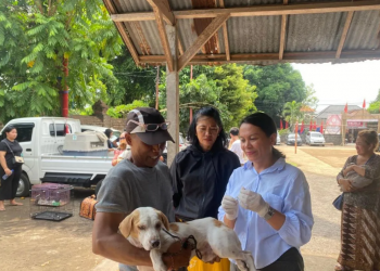 Sebanyak 57.350 Hewan Penular Rabies di Denpasar Telah Divaksinasi