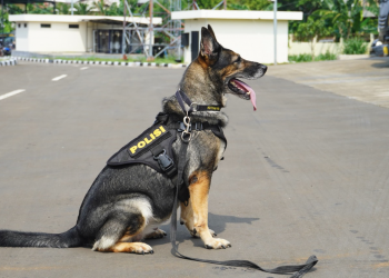 Dukung Wisata Premium, ITDC Tambah K9 untuk Amankan Kawasan Nusa Dua