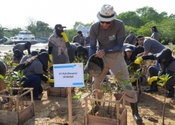 PLN Wujudkan Komitmen Lingkungan melalui Penanaman Ribuan Mangrove di Bali