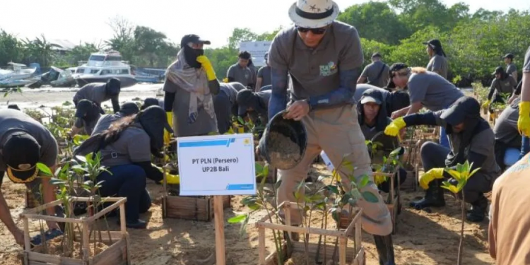 PLN Wujudkan Komitmen Lingkungan melalui Penanaman Ribuan Mangrove di Bali