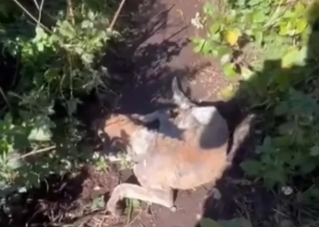 Anjing Rabies Gigit 15 Pendaki di Tabanan, Enam Orang Jalani Perawatan di Puskesmas