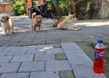 Warga Tangtu Kesiman Kertalangu Temukan Cara Kreatif Cegah Anjing Buang Kotoran Sembarangan