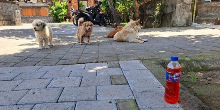 Warga Tangtu Kesiman Kertalangu Temukan Cara Kreatif Cegah Anjing Buang Kotoran Sembarangan