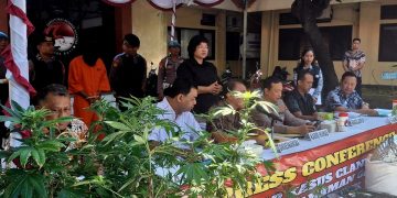 Polda Bali Ungkap WN Belanda Budidayakan Ganja Hidroponik di Rumah