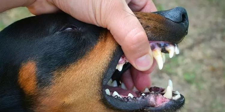 Dinas Kesehatan Bali Imbau Warga Terdampak Gigitan Hewan Penular Rabies Segera Datangi Fasilitas Kesehatan