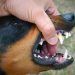 Dinas Kesehatan Bali Imbau Warga Terdampak Gigitan Hewan Penular Rabies Segera Datangi Fasilitas Kesehatan